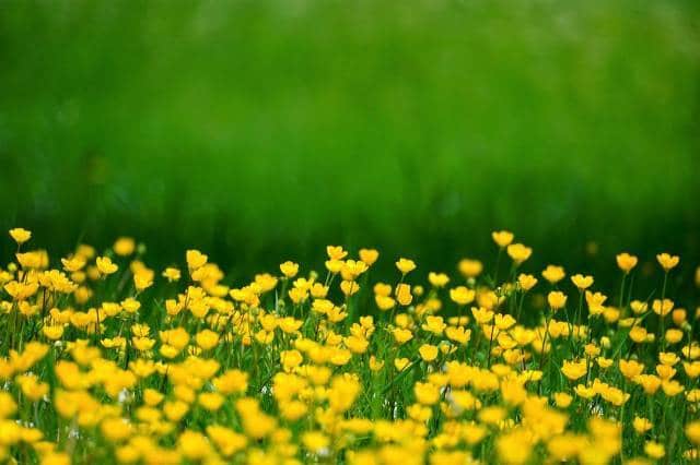 jardin paysager