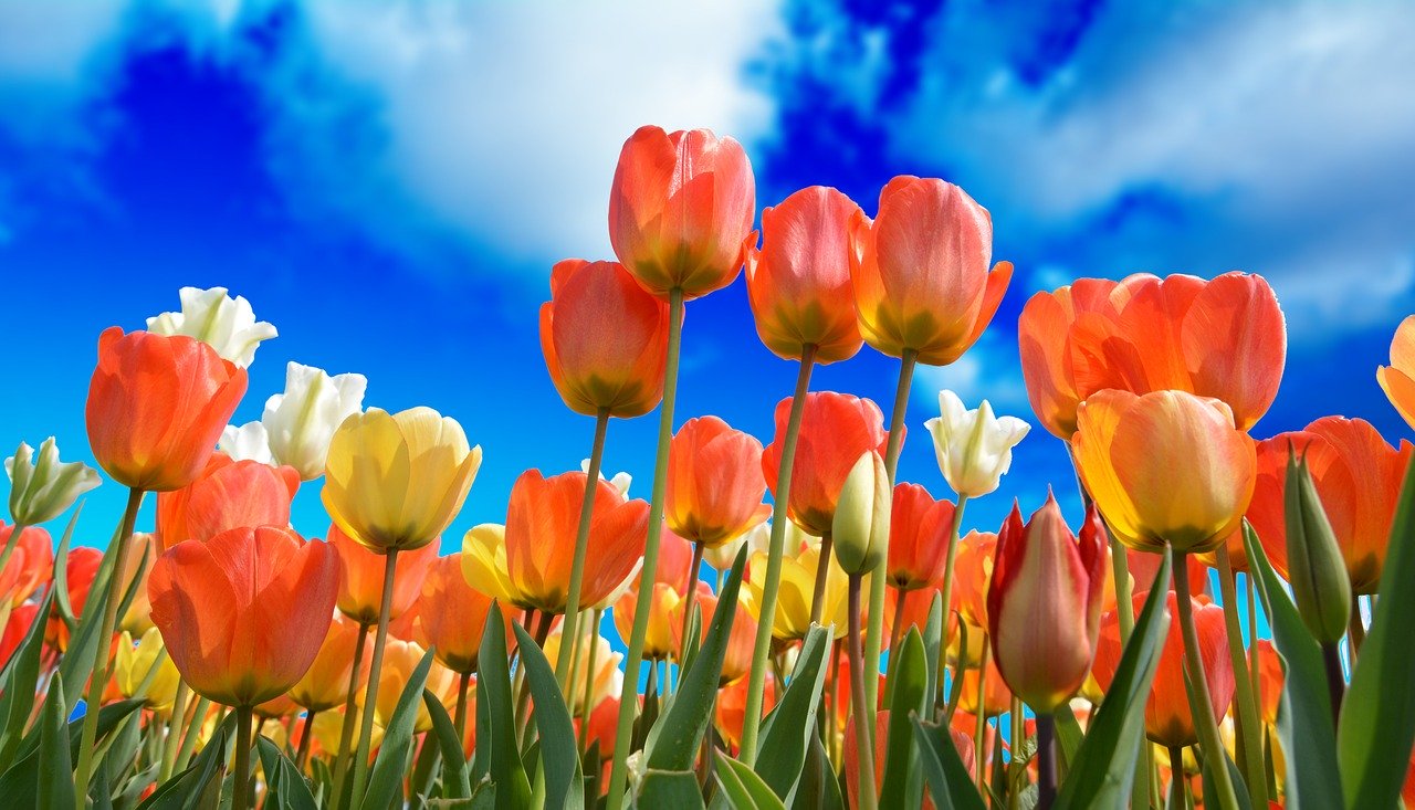 Donner de la couleur à son jardin par les fleurs