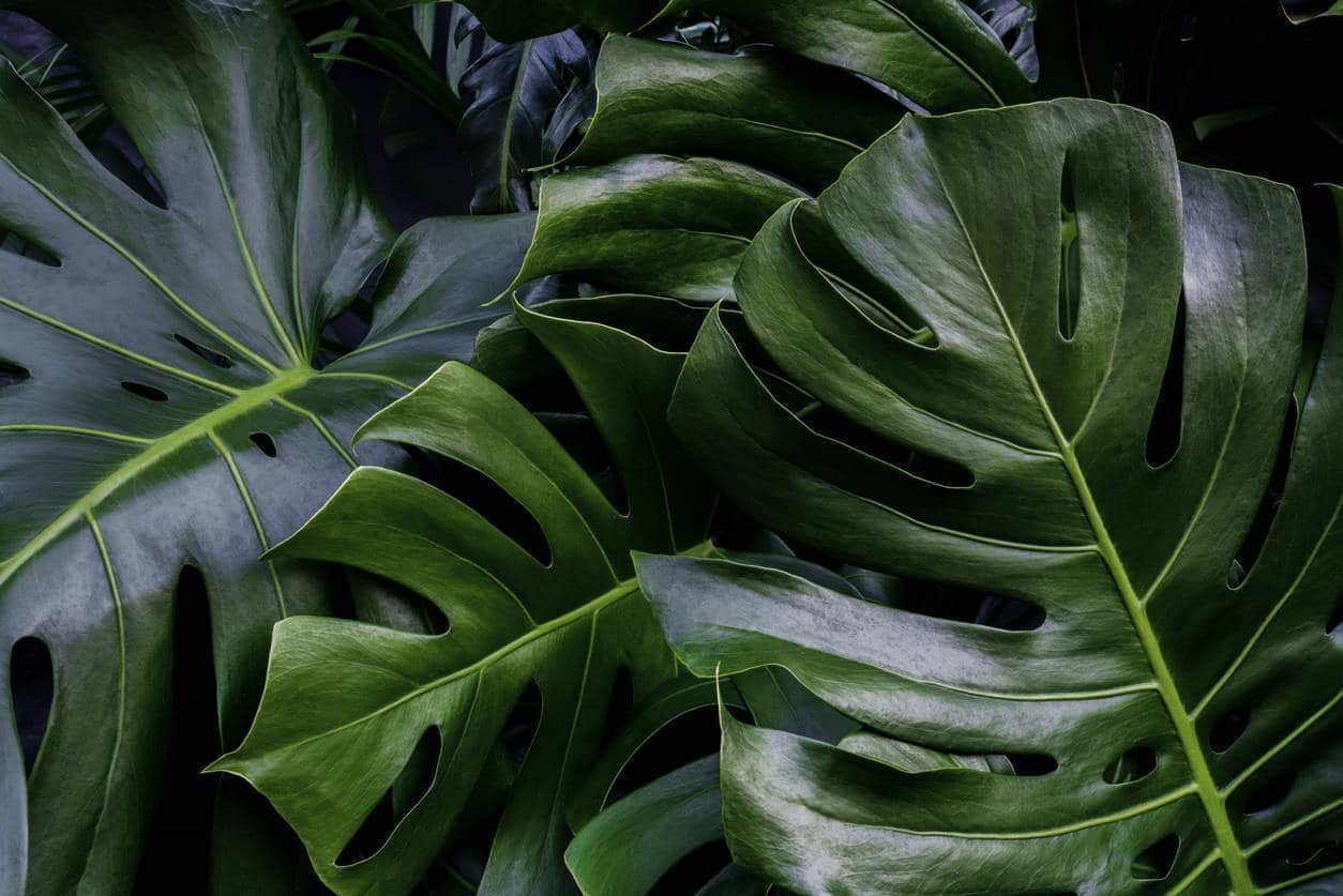 Plantes exotiques pour jardin
